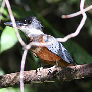 Ringed Kingfisher