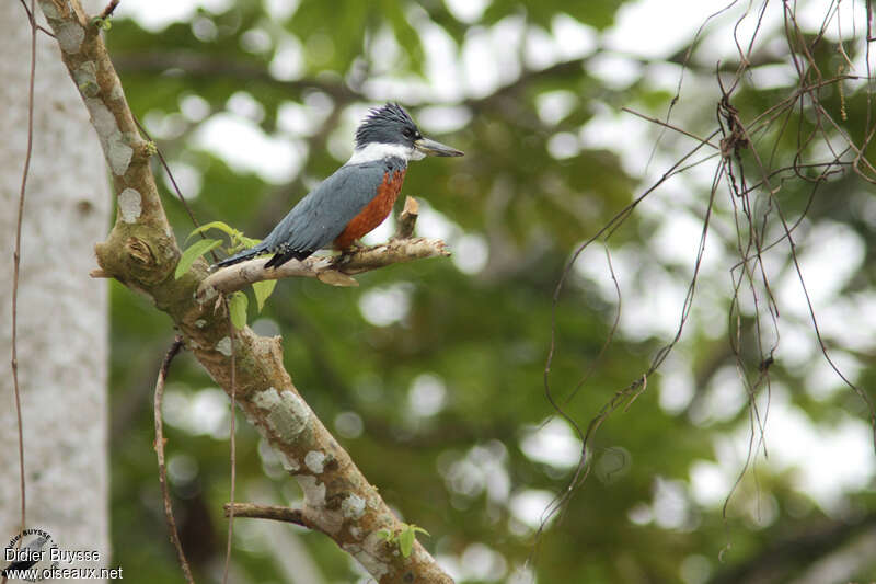 Ringed Kingfisher male adult, habitat, pigmentation