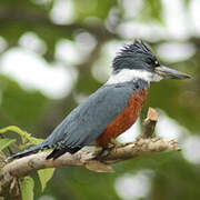 Ringed Kingfisher