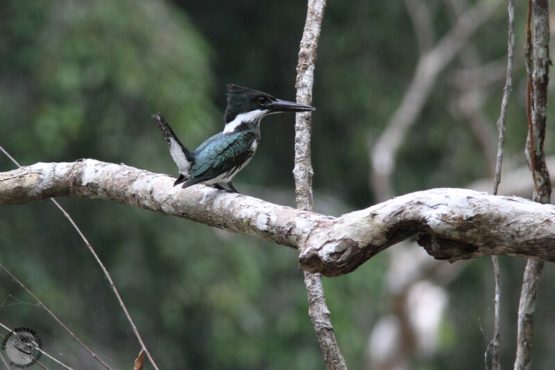 Amazon Kingfisher female, identification