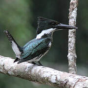 Amazon Kingfisher