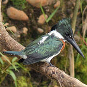 Amazon Kingfisher