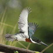 Amazon Kingfisher