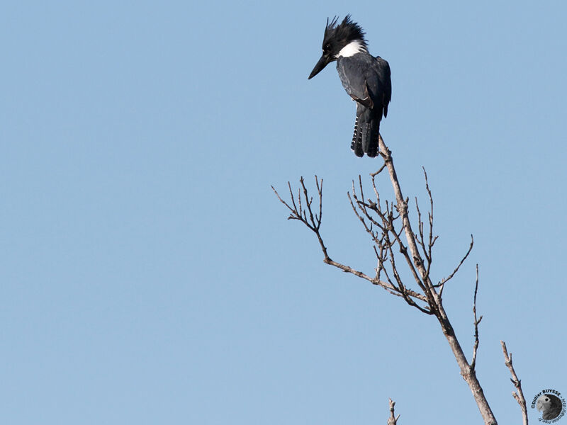 Belted Kingfisher male adult, identification, fishing/hunting