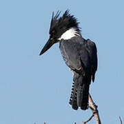 Belted Kingfisher