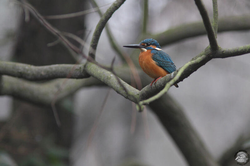 Martin-pêcheur d'Europeadulte, identification