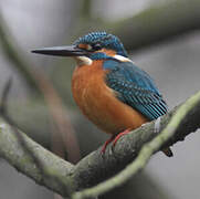 Common Kingfisher