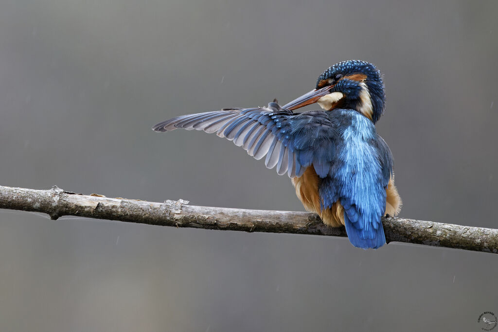 Common Kingfisher