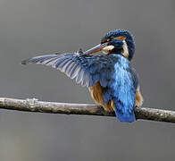 Common Kingfisher