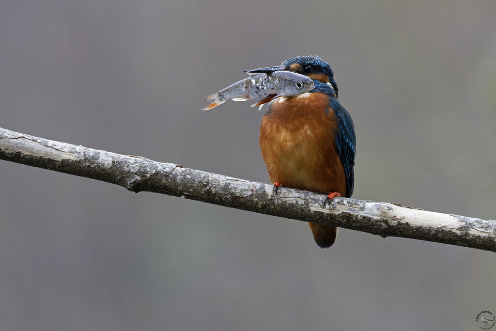 Common Kingfisher