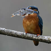 Common Kingfisher