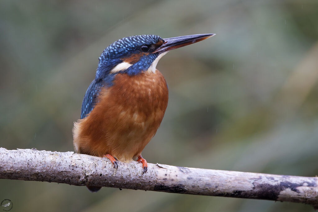 Common Kingfisher