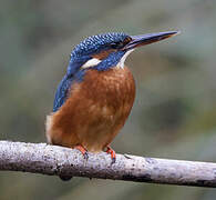 Common Kingfisher