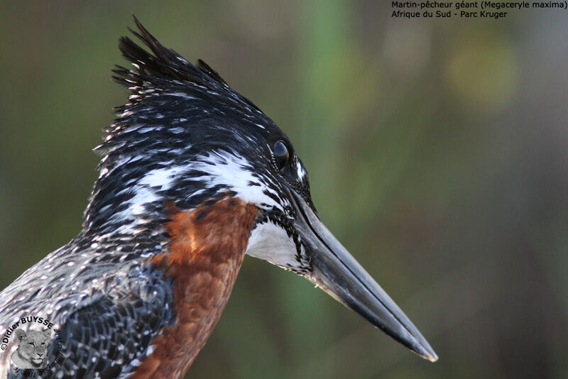 Giant Kingfisher male adult