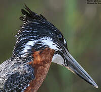 Giant Kingfisher