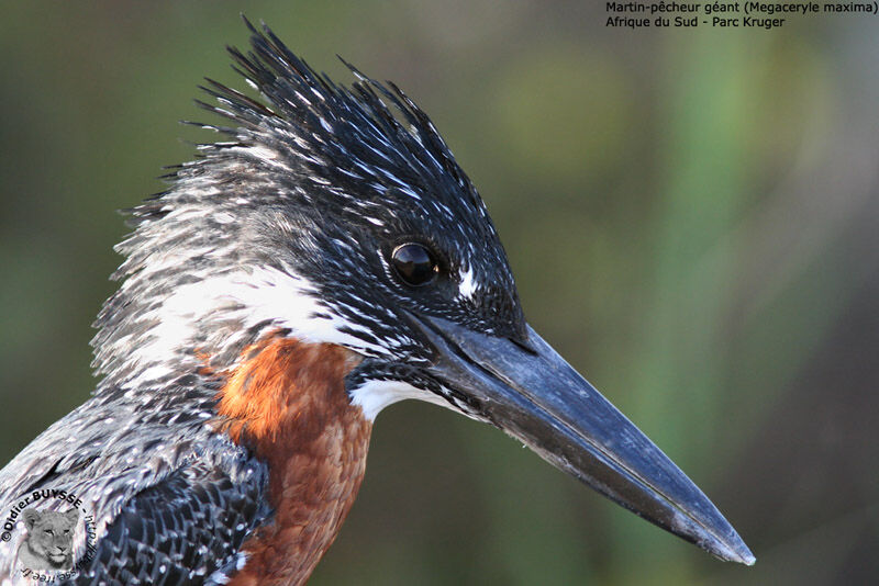 Giant Kingfisher male adult