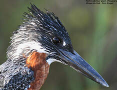 Giant Kingfisher