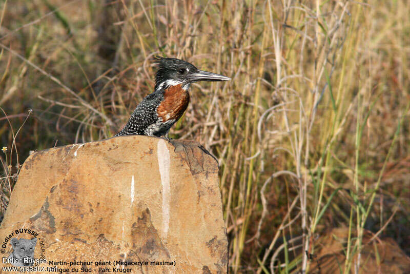 Martin-pêcheur géant mâle adulte, identification