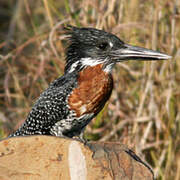 Giant Kingfisher