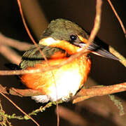 American Pygmy Kingfisher