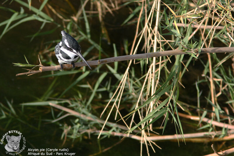 Pied Kingfisher male