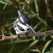 Pied Kingfisher