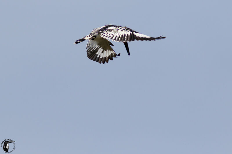 Pied Kingfisher male adult, identification