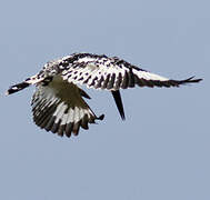 Pied Kingfisher