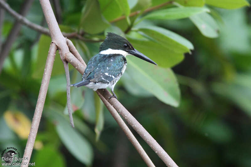 Green Kingfisher female adult, pigmentation, fishing/hunting