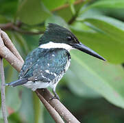 Green Kingfisher