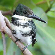 Green Kingfisher