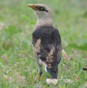 Vinous-breasted Myna