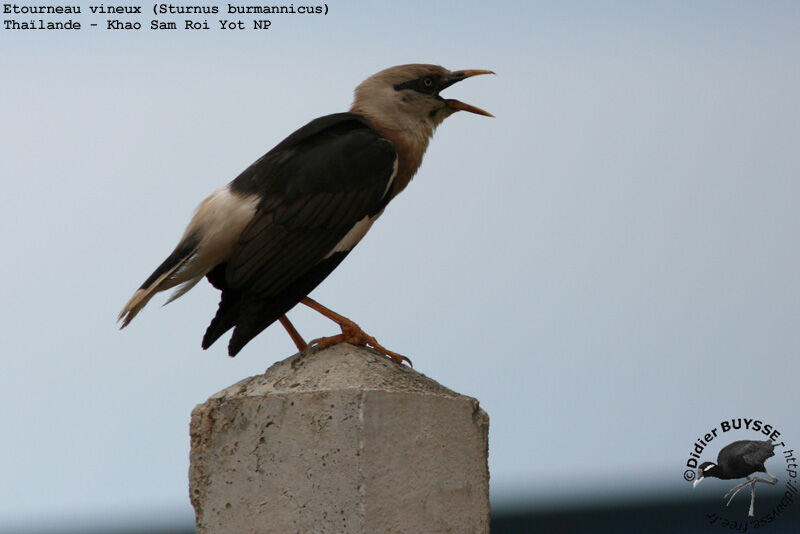 Vinous-breasted Mynaadult breeding