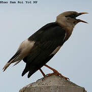 Vinous-breasted Myna