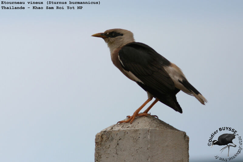 Vinous-breasted Mynaadult breeding