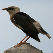 Vinous-breasted Myna