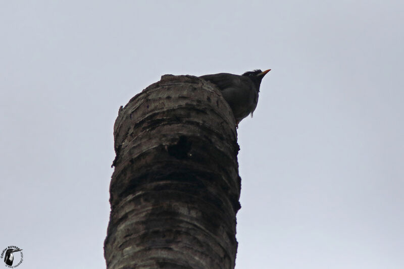 Jungle Mynaadult, identification