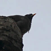 Jungle Myna