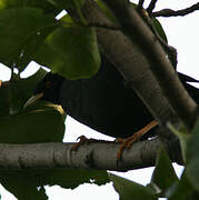 Crested Myna