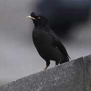 Crested Myna