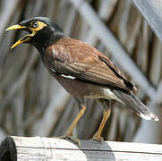 Common Myna