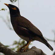 Common Myna