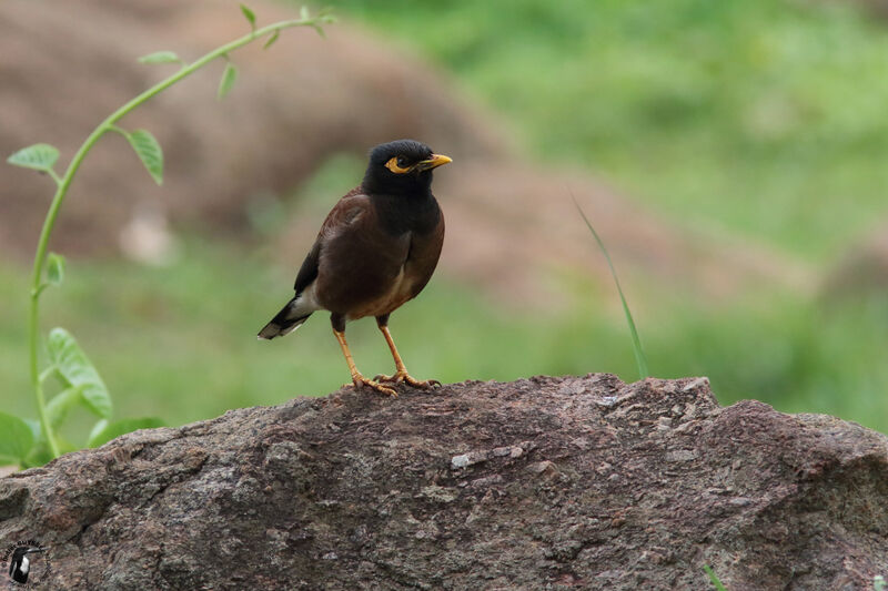 Common Mynaadult, identification