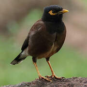 Common Myna