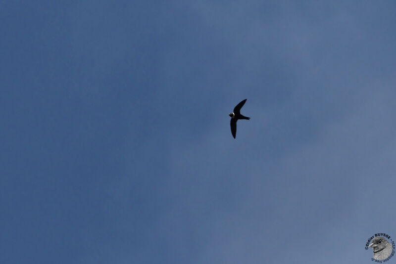 White-collared Swiftadult, Flight