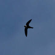 White-collared Swift