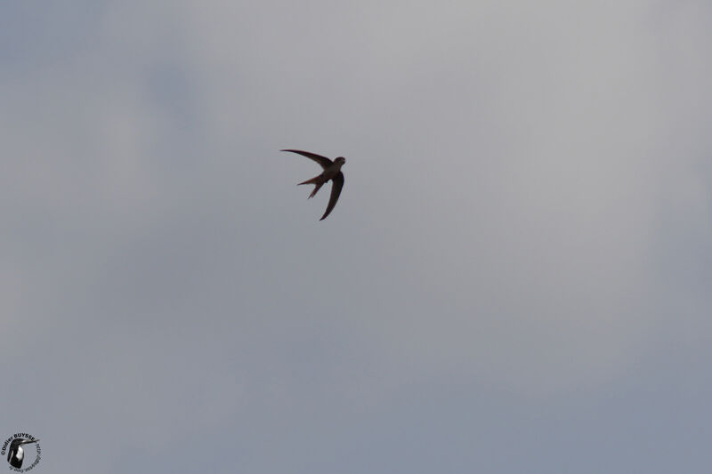 Asian Palm Swift, identification