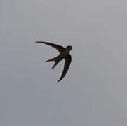 Asian Palm Swift