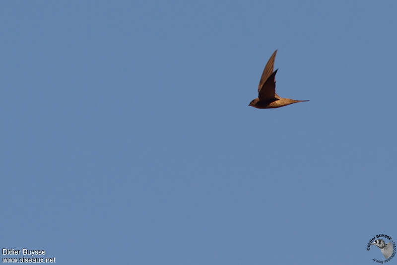 Bradfield's Swiftadult, Flight