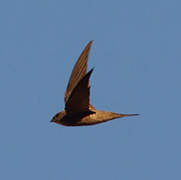 Bradfield's Swift